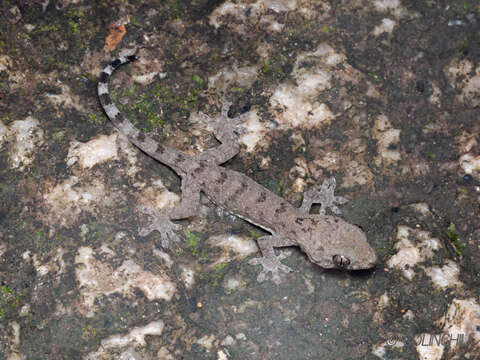 صورة Gekko chinensis (Gray 1842)