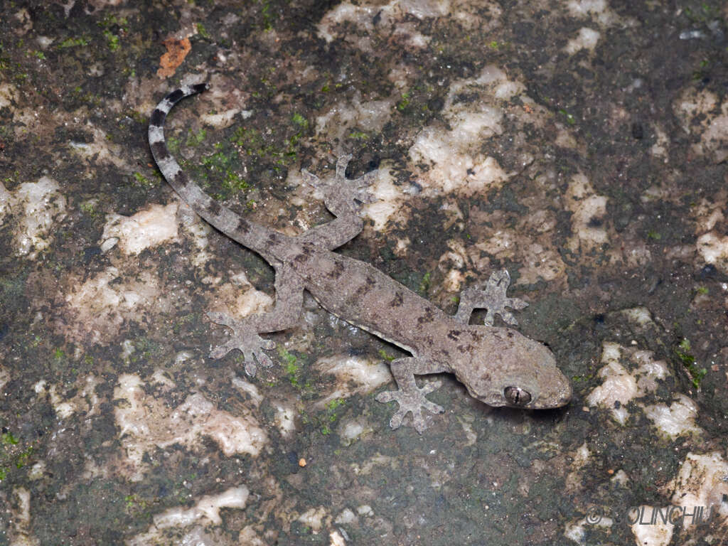 Image of Gray's Chinese Gecko