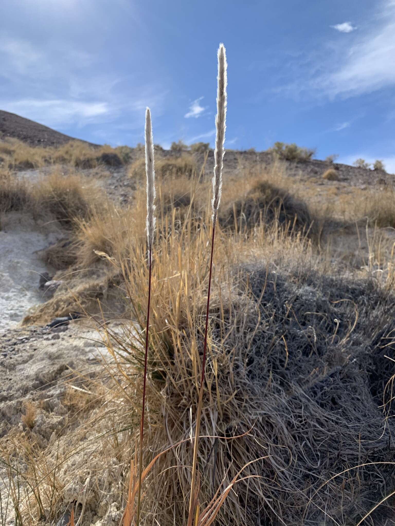 Image of California satintail