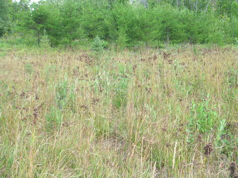 Imagem de Scirpus cyperinus (L.) Kunth