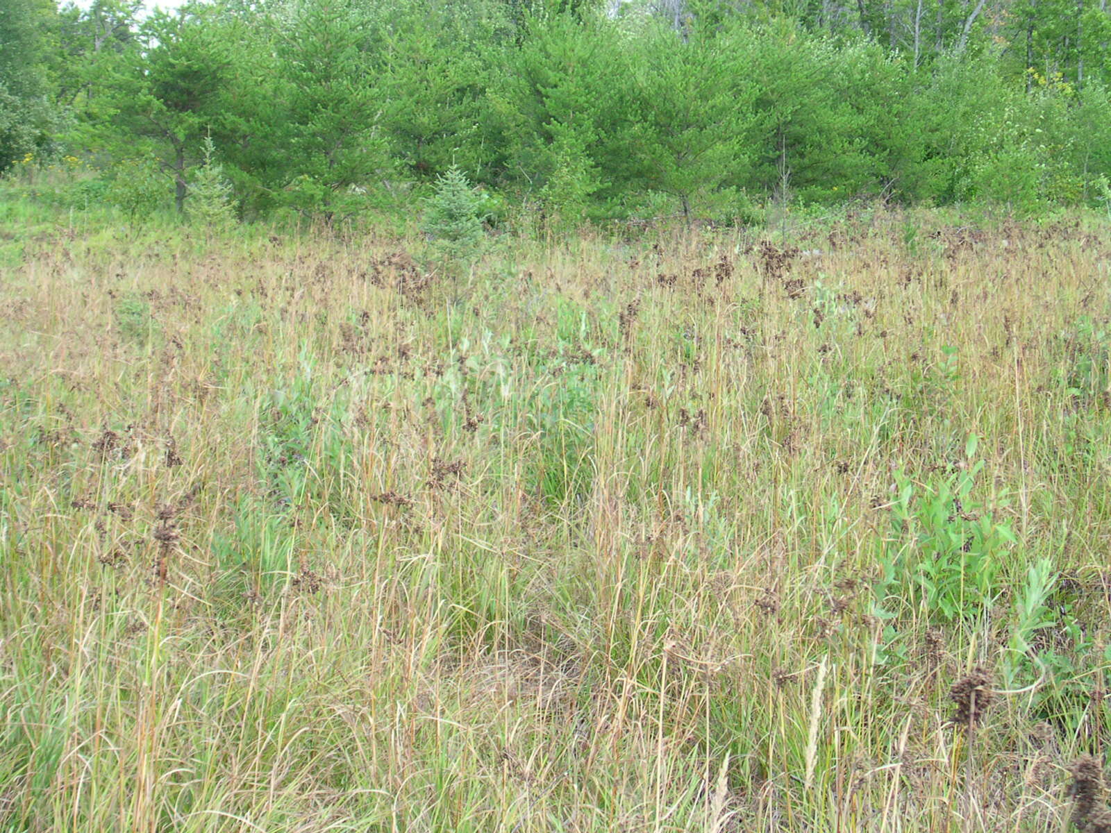 Image of woolgrass