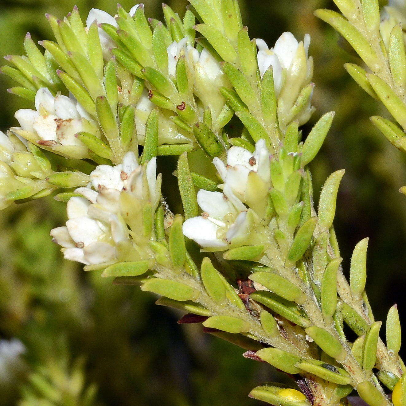 Image of Diosma oppositifolia L.