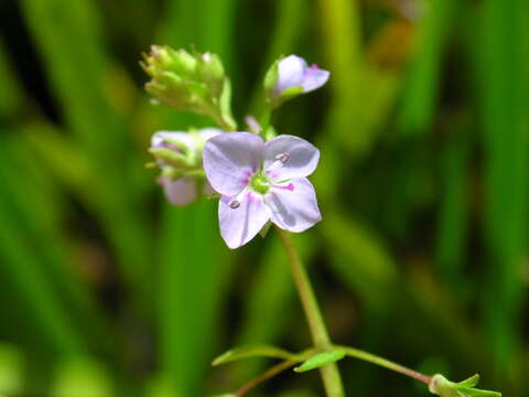 Image of American speedwell