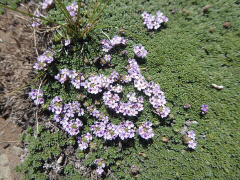 Image de Junellia micrantha (Phil.) Moldenke