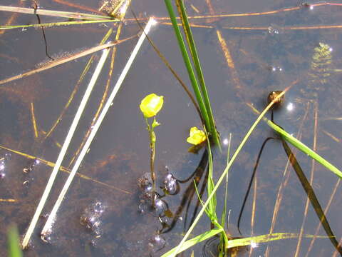 Image of horned bladderwort