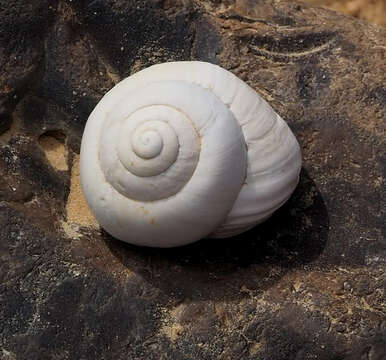 Image of Sphincterochila zonata (Bourguignat 1853)