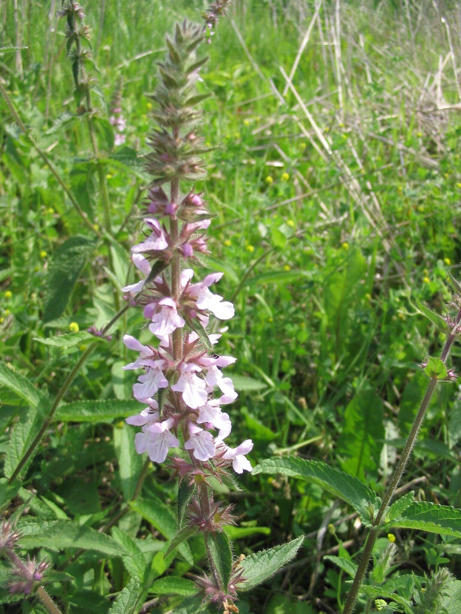 Image of Hedge-nettle