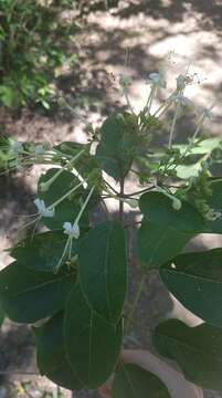 Image of Clerodendrum floribundum var. coriaceum (R. Br.) Moldenke