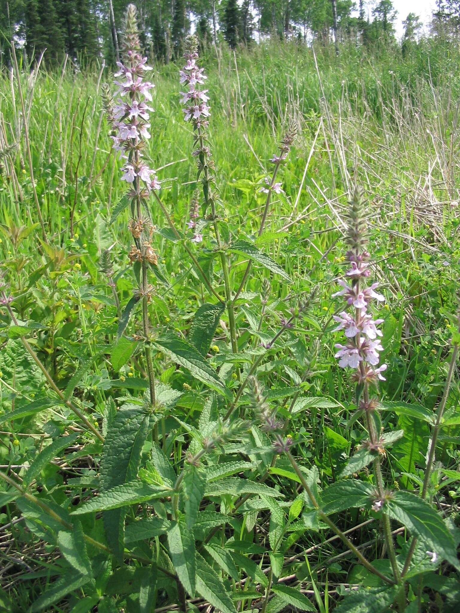 Image of Hedge-nettle