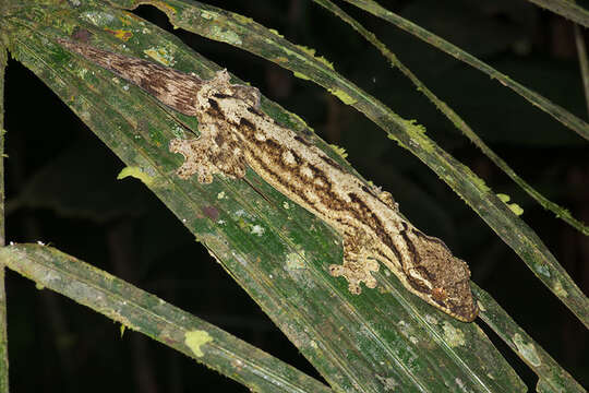 Image of Thecadactylus solimoensis Bergmann & Russell 2007