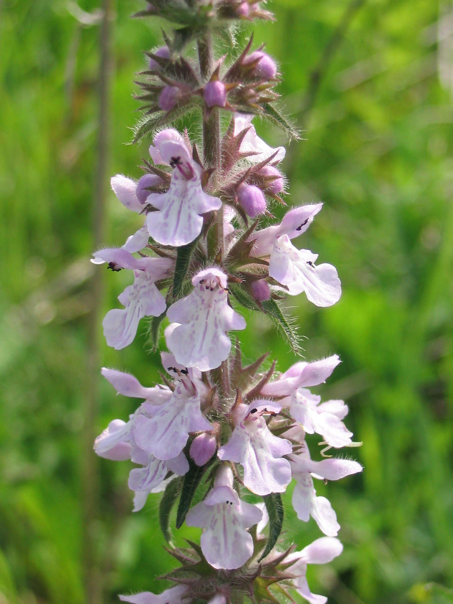 Image of Hedge-nettle