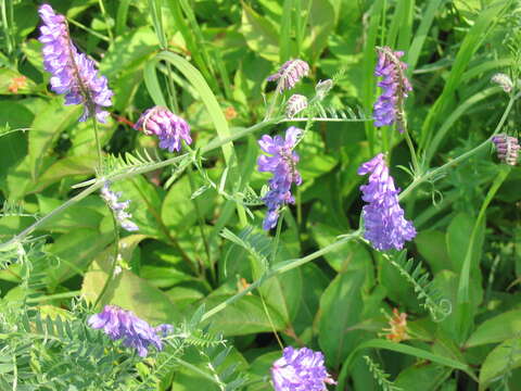 Image of bird vetch