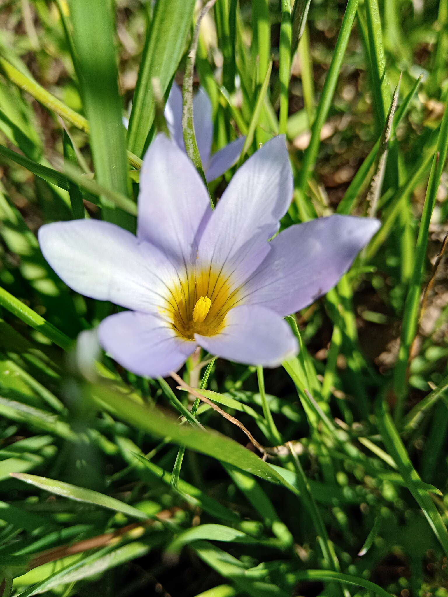 Romulea tabularis Eckl. ex Bég.的圖片