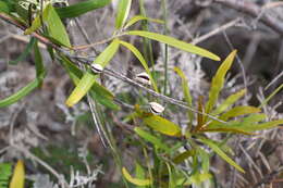 Image de Grevillea exul Lindl.