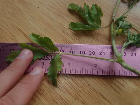 Image of brook cinquefoil