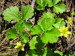 Image of Appalachian barren strawberry