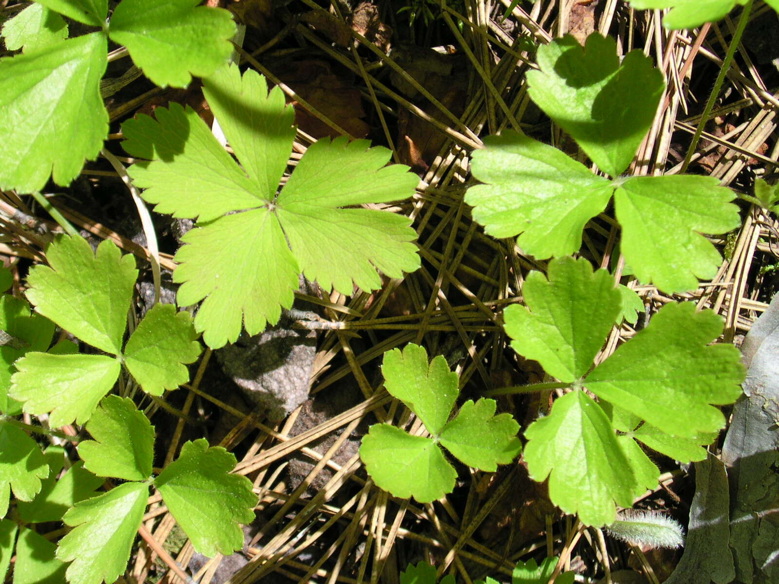 Image of Appalachian barren strawberry