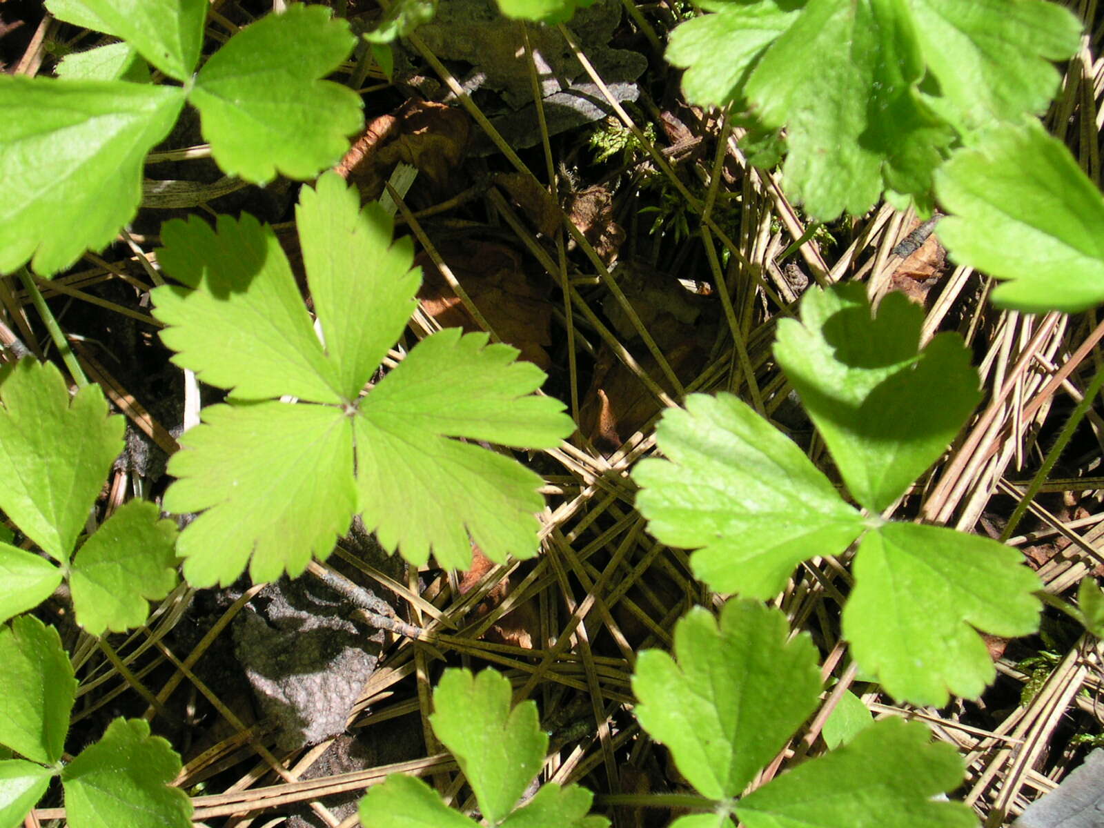 Image of Appalachian barren strawberry