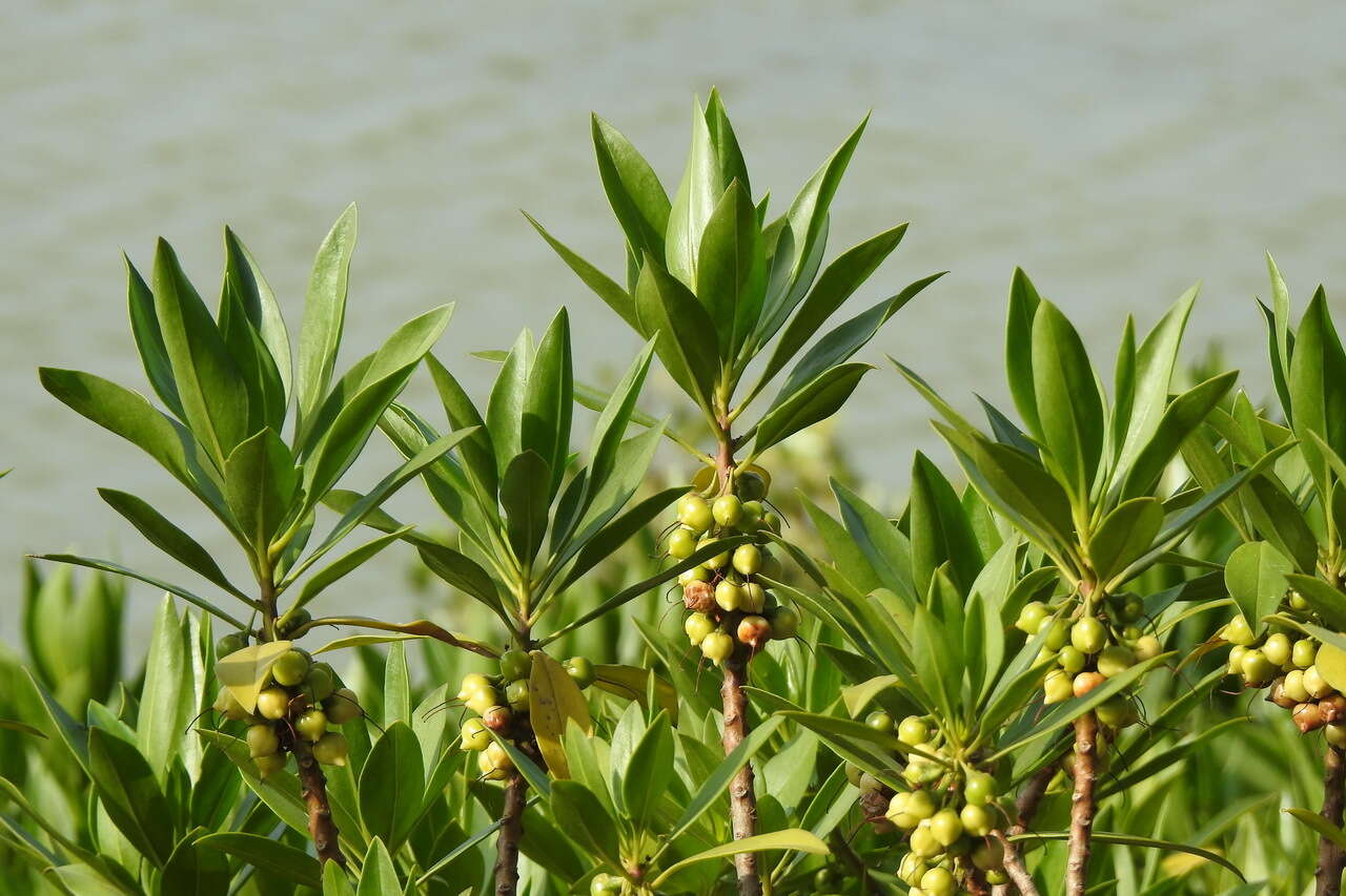 صورة Bontia bontioides (A. Gray) L. V. Aver'yanov