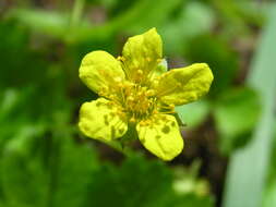 Image of Appalachian barren strawberry