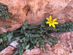 Image of Hyoseris scabra L.