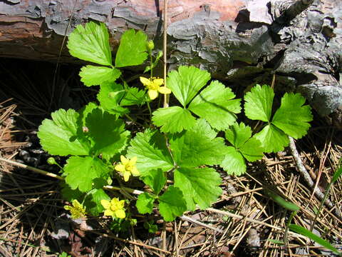 Image of Appalachian barren strawberry