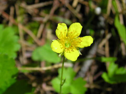 Image of Appalachian barren strawberry