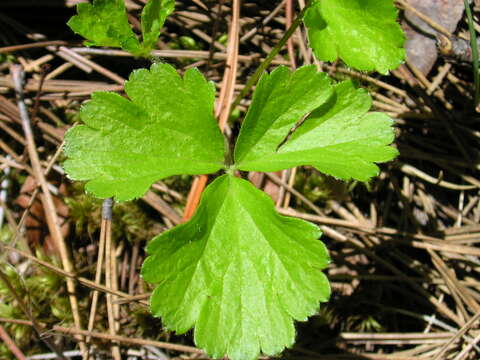 Image of Appalachian barren strawberry