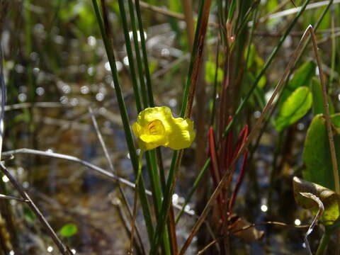 Image of flatleaf bladderwort