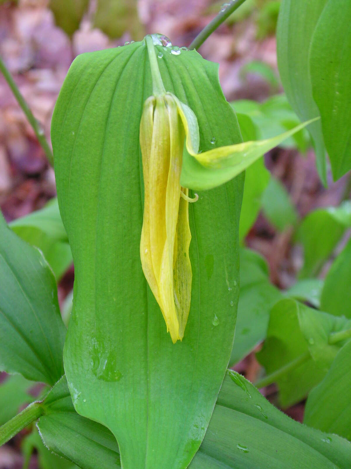 Image of perfoliate bellwort
