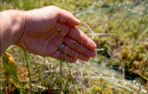 Image of northern yelloweyed grass