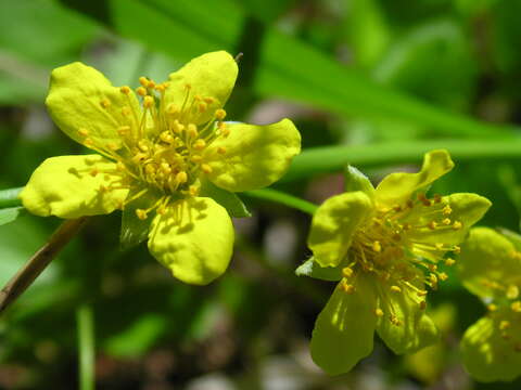 Image of Appalachian barren strawberry