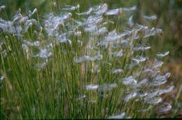 Image of alpine bulrush