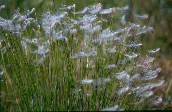 Image of alpine bulrush