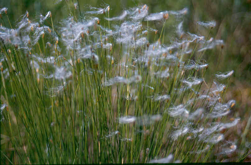 Image of alpine bulrush