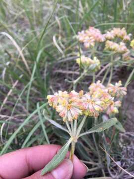 Image of alpine golden buckwheat