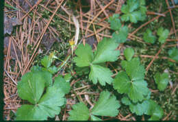 Image of Appalachian barren strawberry