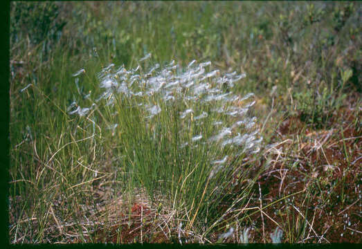 Image of alpine bulrush