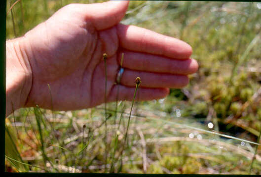 Image of northern yelloweyed grass