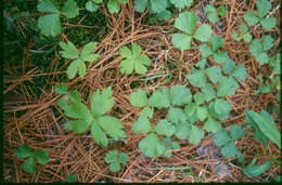 Image of Appalachian barren strawberry