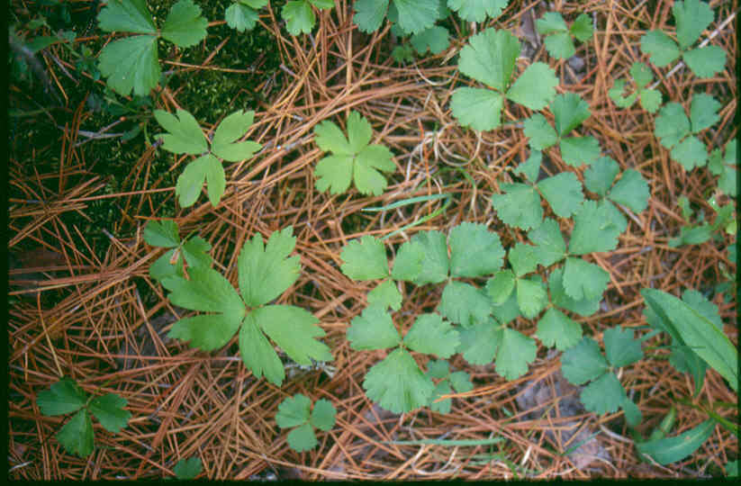 Слика од Geum fragarioides (Michx.) Smedmark