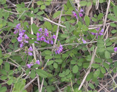 Image de Indigofera pseudotinctoria Matsum.