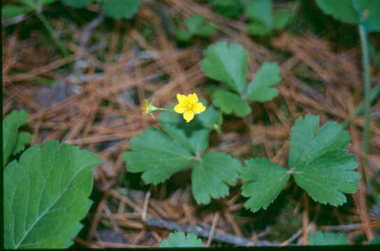 Image of Appalachian barren strawberry