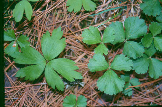 Image of Appalachian barren strawberry