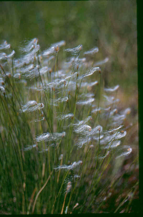 Image of alpine bulrush