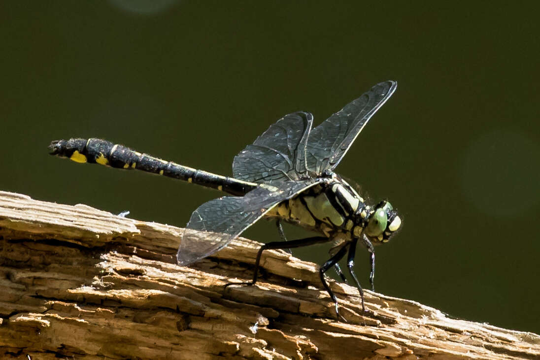 Image of Club-tailed Dragonfly