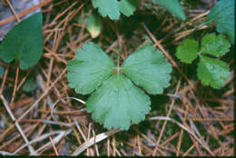 Image of Appalachian barren strawberry