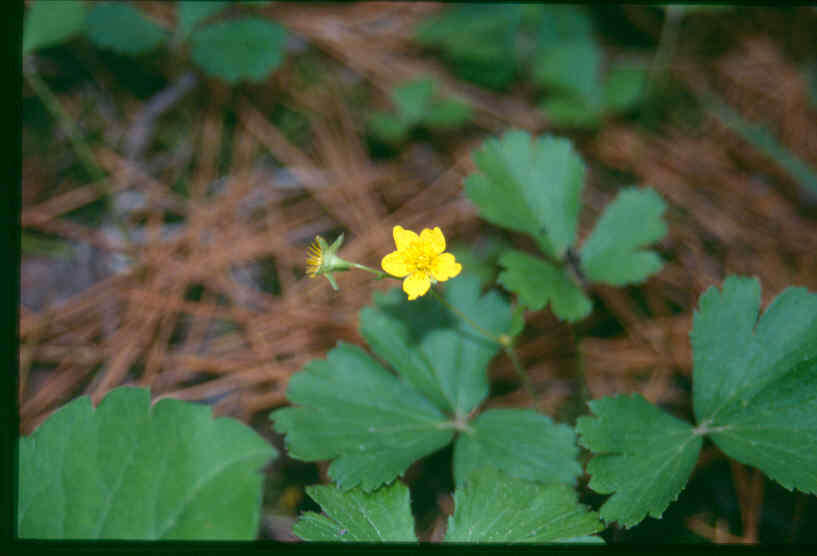 Image of Appalachian barren strawberry