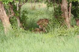 Image of Barbary lion