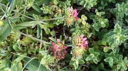 Image of Anthyllis vulneraria subsp. maura (Beck) Maire